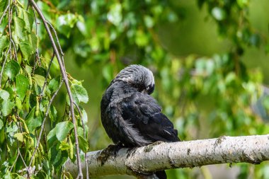 Karga tüyleri temizler. Bir dalda duruyor..