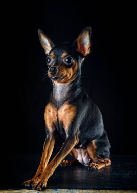 Siyah arka planda küçük bir teriyerin portresi