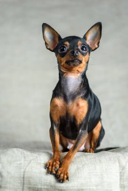 Büyük kulaklı küçük bir köpeğin portresi.