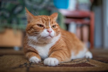 Kırmızı bir kedi halıda yerde yatıyor. Fotoğraflı yakın plan..