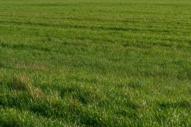 Yeşil çimen tarlası