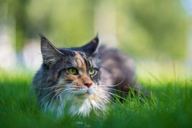 Mainecoon kedisi çimlerin arasındaki parkta yatıyor..