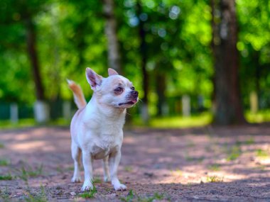 Chihuahua bahçede oynuyor.