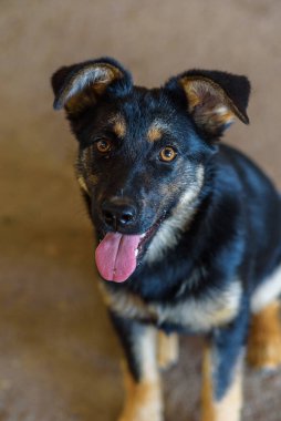 Serseri bir köpeğin portresi.