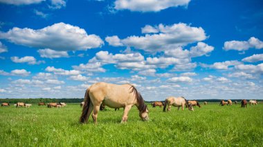 Bir at sürüsü, mavi gökyüzünün ve güzel bulutların altında, yaz otlaklarında otlar..