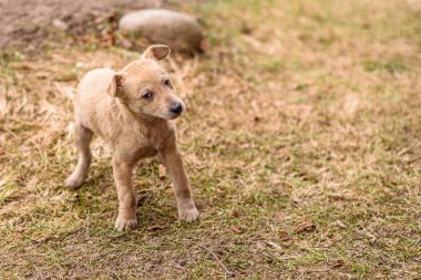 Serseri köpek solmuş çimlerde oynuyor..