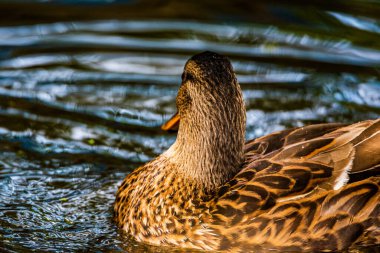Bir gölün zümrüt suyundaki ördeğin çok yakından çekilmiş portresi..