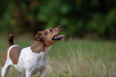 Akşamları parkta turuncu elbiseli Jack Russell Terrier. Yakından çekilmiş..