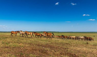 At sürüsü dört nala koşuyor..