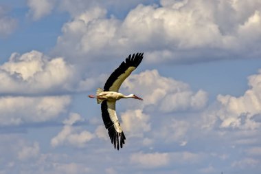 Leylek gökyüzünde uçar