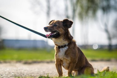 Parkta tasmalı bir köpek gezintisine çıkmış..