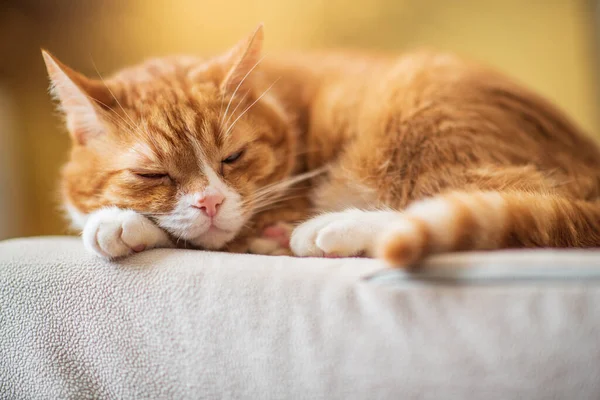 Gatto Rosso Rannicchiato Sul Divano Primo Piano Fotografato — Foto Stock