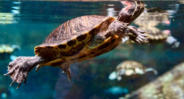 Черепаха Плавает Аквариуме — стоковое фото