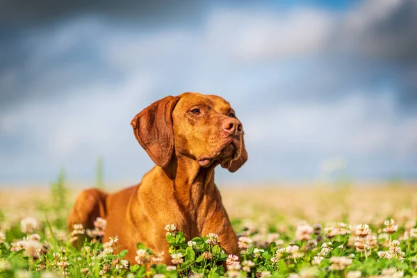 Primo Piano Magiaro Ungherese Vizsla — Foto Stock