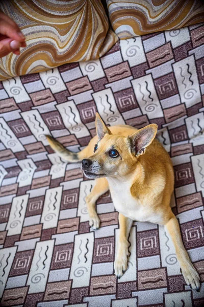 Portrait Home Red Dog Couch — Stock Photo, Image