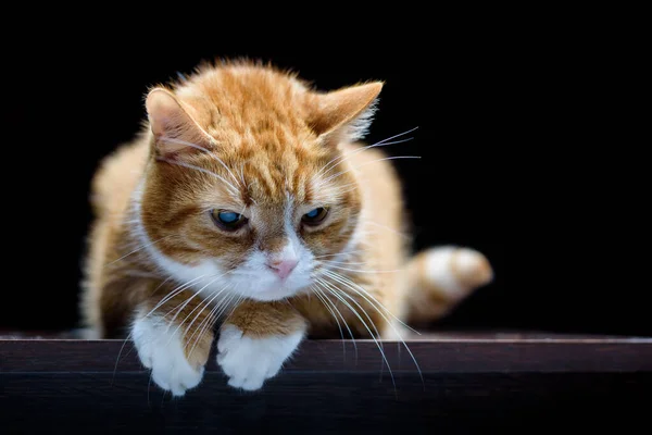 Retrato Gato Fundo Preto — Fotografia de Stock