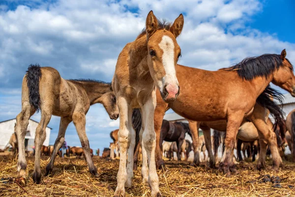 Les Chevaux Village Tiennent Dans Basse Cour Gros Plan Photographié — Photo