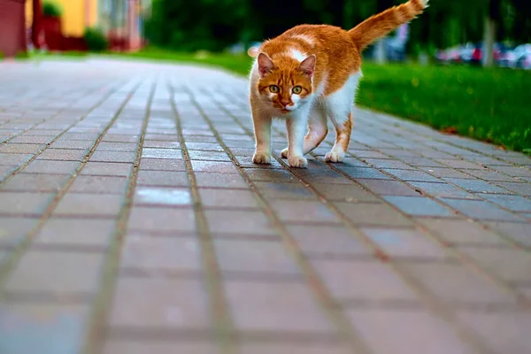 Красная Кошка Тротуаре — стоковое фото