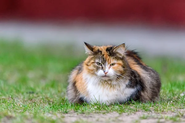 Porträtt Gravid Katt Gräset — Stockfoto