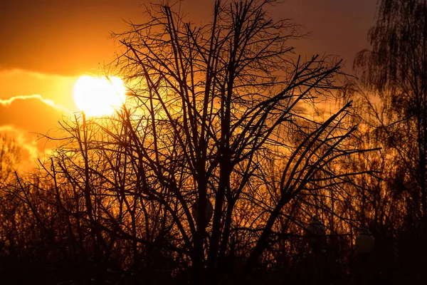 Όμορφο Ηλιοβασίλεμα Πίσω Από Δέντρα — Φωτογραφία Αρχείου