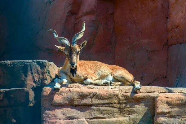 Berggeit Met Gedraaide Hoorns Dierentuin — Stockfoto