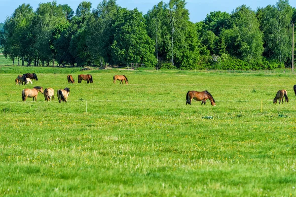 Cavalli Sul Campo Verde — Foto Stock