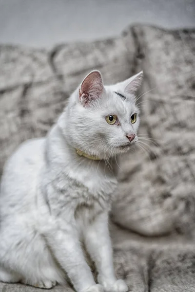 白い猫の肖像画です — ストック写真