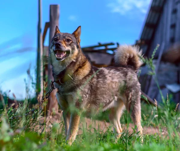 Shepherd Łańcuchu Pilnuje Domu — Zdjęcie stockowe