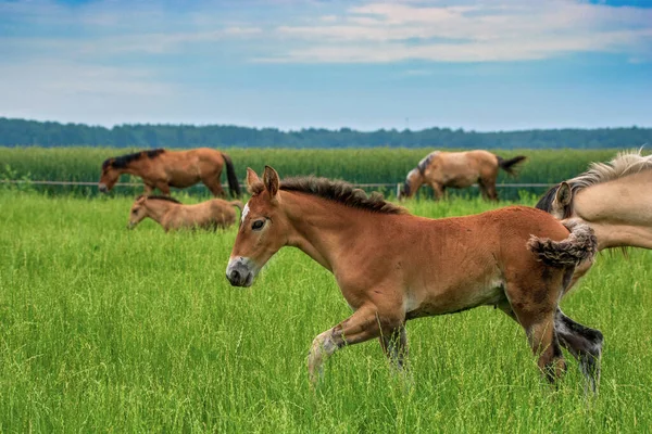 Een Kudde Paarden Graaft Een Boerenveld Gefotografeerde Close — Stockfoto