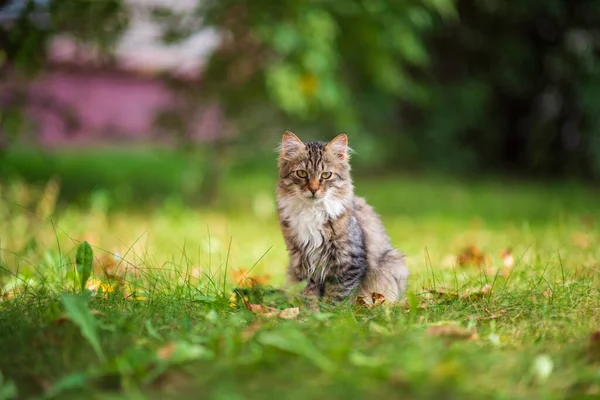Mooi Grijs Kitten Zit Het Groene Gras — Stockfoto