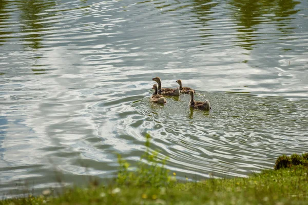 Patos Nadam Lagoa — Fotografia de Stock