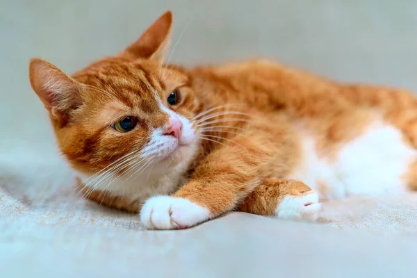 Nahaufnahme Auf Roter Katze Liegend Auf Weißem Hintergrund — Stockfoto