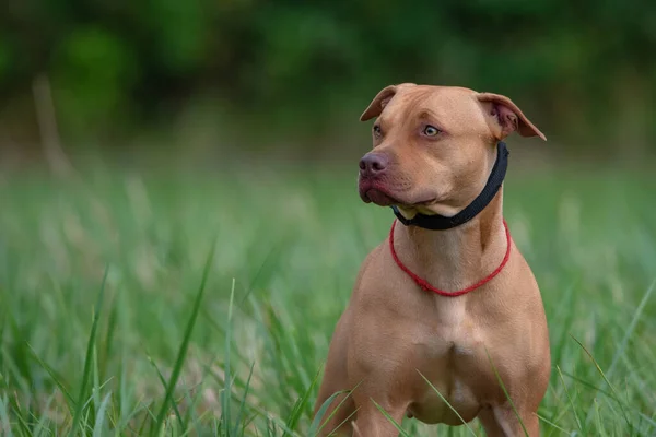 Retrato Terrier Bull Pit Brooding Vermelho Prado — Fotografia de Stock