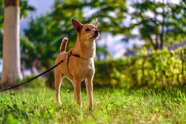 Uitzicht Kleine Bruine Hond Wandelen Weide — Stockfoto