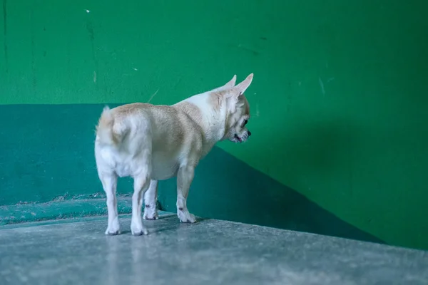 Chihuahua Sem Teto Entrada Prédio Apartamentos — Fotografia de Stock
