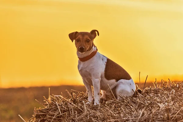 Dog Jack Russell Terrier Fundo Por Sol — Fotografia de Stock