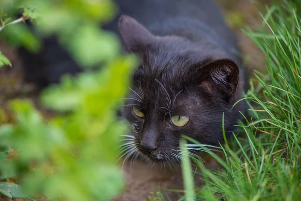 Die Schwarze Katze Ruht Einem Gartenhaus Gras Aus Nächster Nähe — Stockfoto