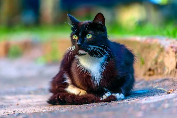 Black Cat Sitting Road — Stock Photo, Image
