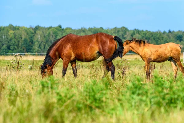 Porträt Eines Pferdes Auf Einer Weide — Stockfoto