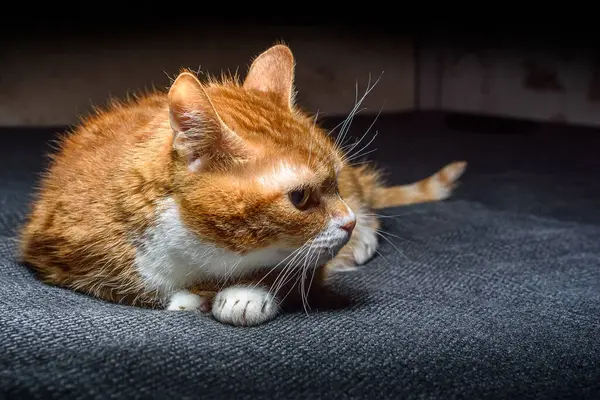 Nieuwsgierige Kat Ligt Het Bed — Stockfoto