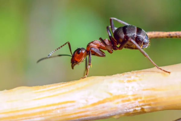 Closeup View Ant Grass — Stock Photo, Image