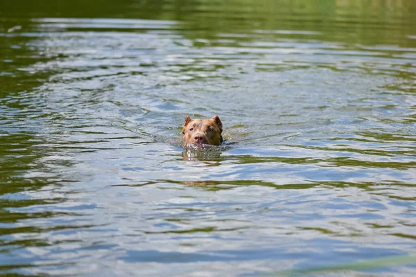 American Pit Bull Terrier Nada Lago Verano — Foto de Stock
