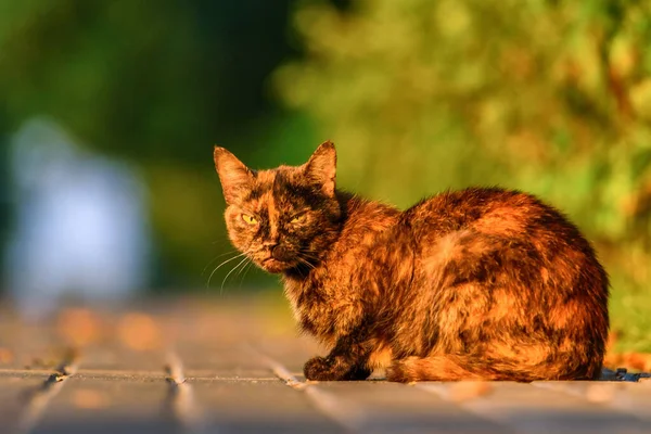 Retrato Gato Sin Hogar Asqueroso — Foto de Stock