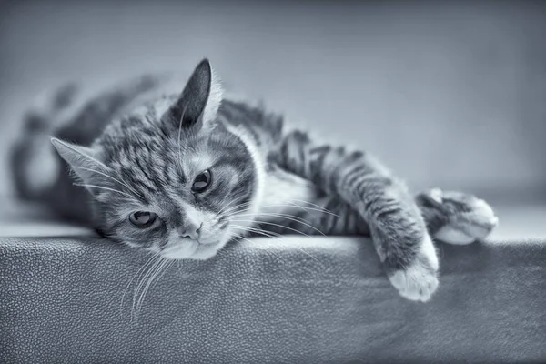 Чорно Білий Портрет Червоної Кішки Студії — стокове фото