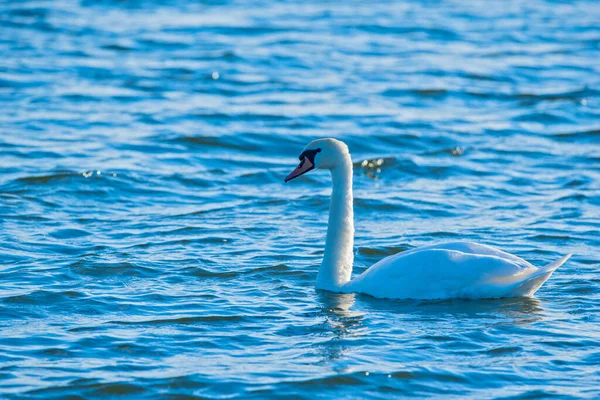 Biały Samotny Łabędź Pływa Morzu Fotografowane Zbliżenie — Zdjęcie stockowe