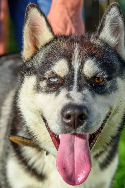 Close Portret Van Siberische Husky — Stockfoto