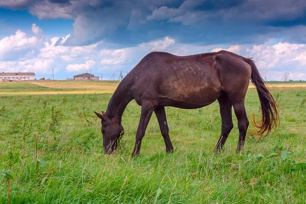 Weiden Van Paarden Een Akkerland — Stockfoto