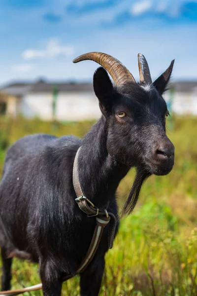 Uma Cabra Negra Esfola Numa Trela Num Prado Fotografado Close — Fotografia de Stock