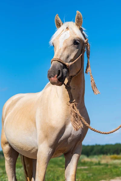 Ritratto Cavallo Vicino Fotografato Nel Ranch — Foto Stock