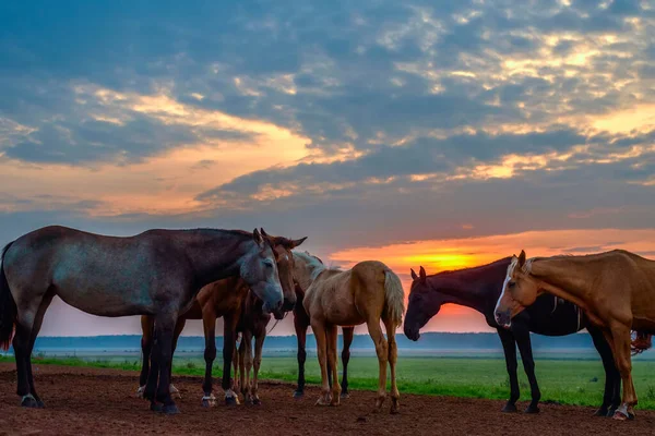 Caballos Pastan Amanecer — Foto de Stock